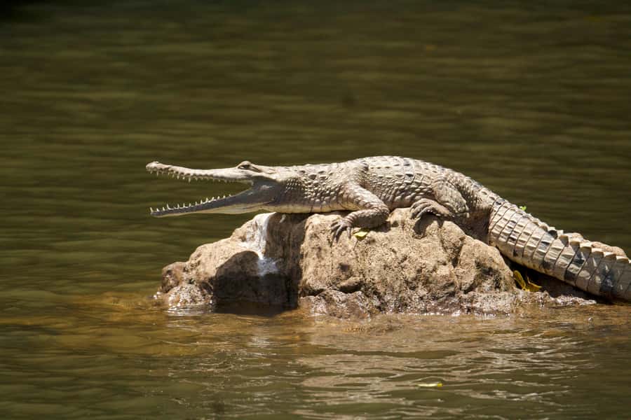 Kuranda: Riverboat Tour - Crocodiles are possible, never guaranteed