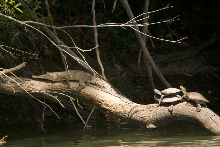 Kuranda: Riverboat Tour - The guides are a major part of the value
