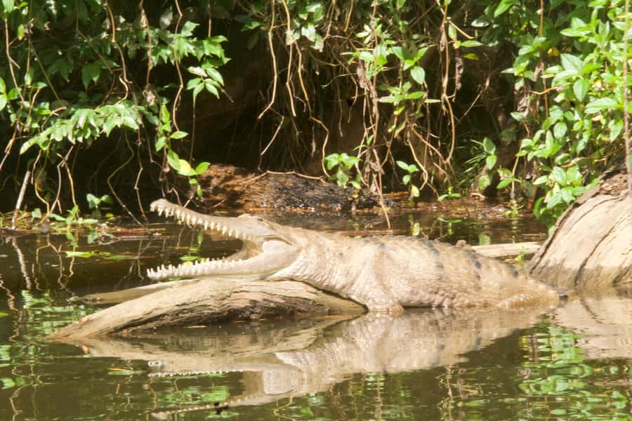 Kuranda: Riverboat Tour - Is $21 a fair price?