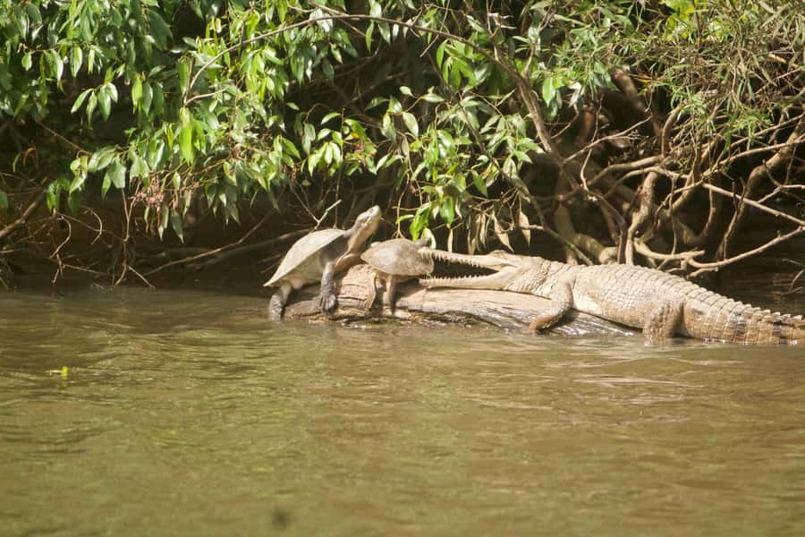 Kuranda: Riverboat Tour - Who should book this riverboat tour?