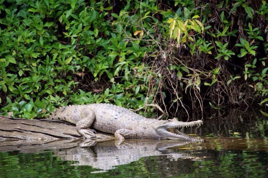 Kuranda: Riverboat Tour - Finding the jetty below Kuranda Railway Station