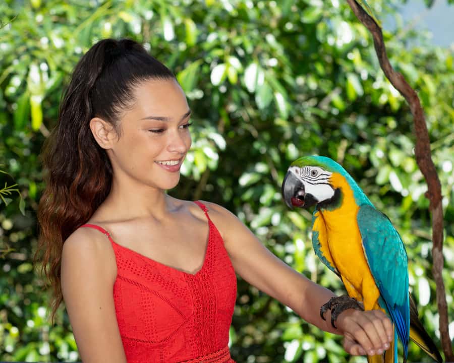 Kuranda Wildlife Experience: Koalas, Birds & Butterflies - Three Kuranda attractions, one wildlife-filled day