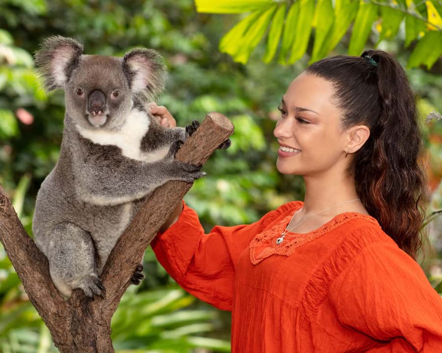 Kuranda Wildlife Experience: Koalas, Birds & Butterflies - Birdworld Kuranda and the free bird guide