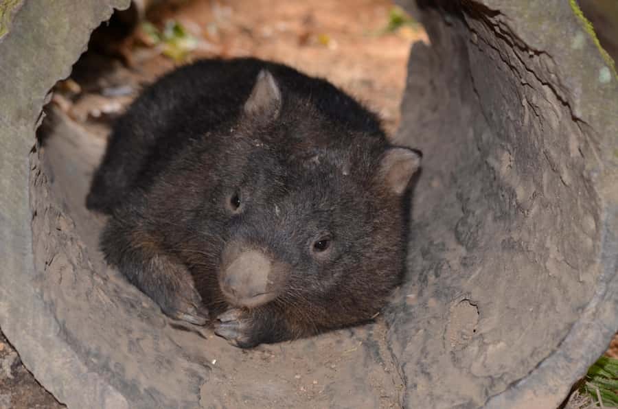 Kuranda Wildlife Experience: Koalas, Birds & Butterflies - Starting at Kuranda Koala Gardens