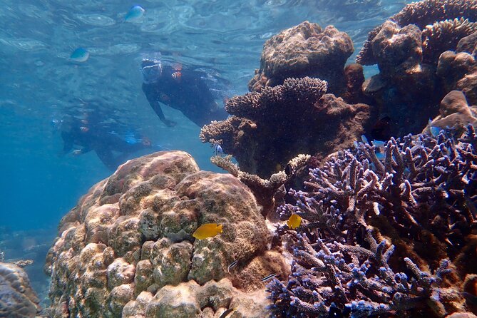 Lagoon Explorer - Ningaloo Reef Full-Day Kayaking and Snorkeling Adventure - Snorkeling from the beach or kayak