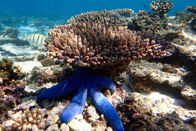 Lagoon Explorer - Ningaloo Reef Full-Day Kayaking and Snorkeling Adventure - What the wildlife focus means in practice