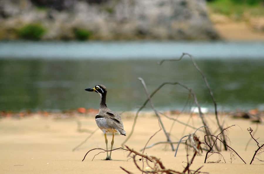 LARC! Paradise Tour: Beach, Lunch and Sandboarding - Wildlife, dolphins, and the ride home