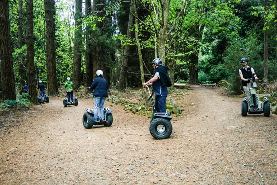 Launceston: Hollybank Forest Guided Segway Tour with Photos - Riding beneath Hollybank’s tall trees