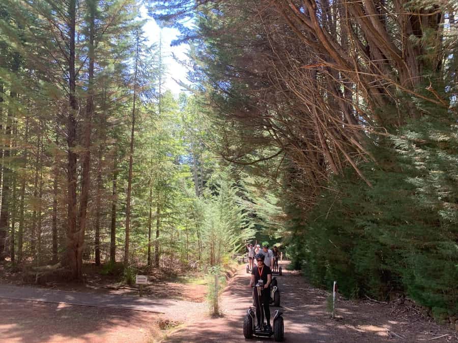 Launceston: Hollybank Forest Guided Segway Tour with Photos - Training first, forest ride second
