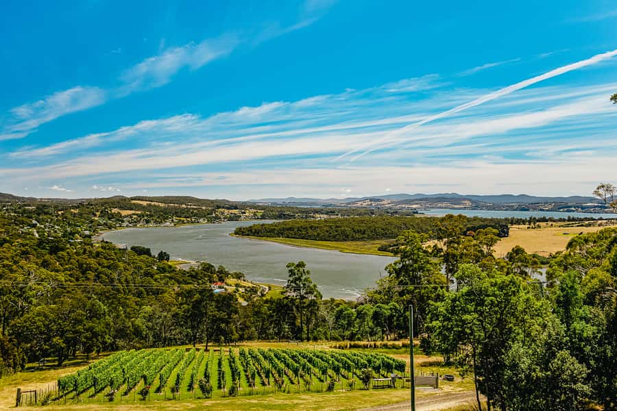 Launceston: Tamar Valley Wine Tour with Lunch - Four cellar doors, four different personalities