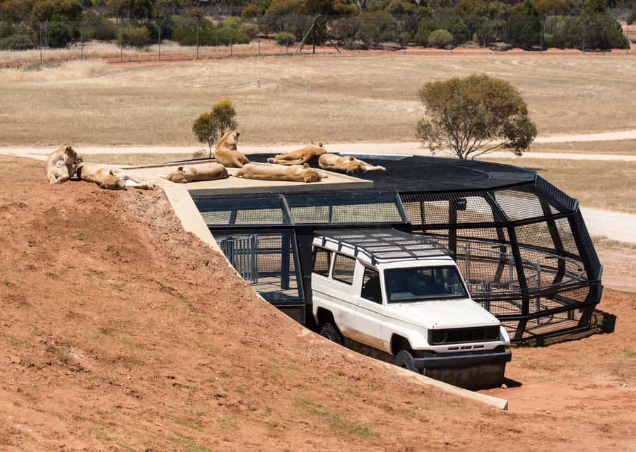 Lions 360 Experience and a Day at Monarto Safari Park - Key points to know before you go