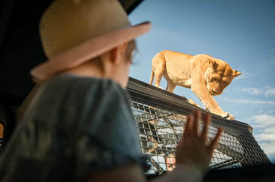 Lions 360 Experience and a Day at Monarto Safari Park - Why Lions 360 is the main event