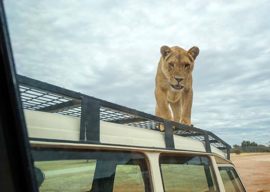 Lions 360 Experience and a Day at Monarto Safari Park - Your $91 ticket covers a full day at Monarto