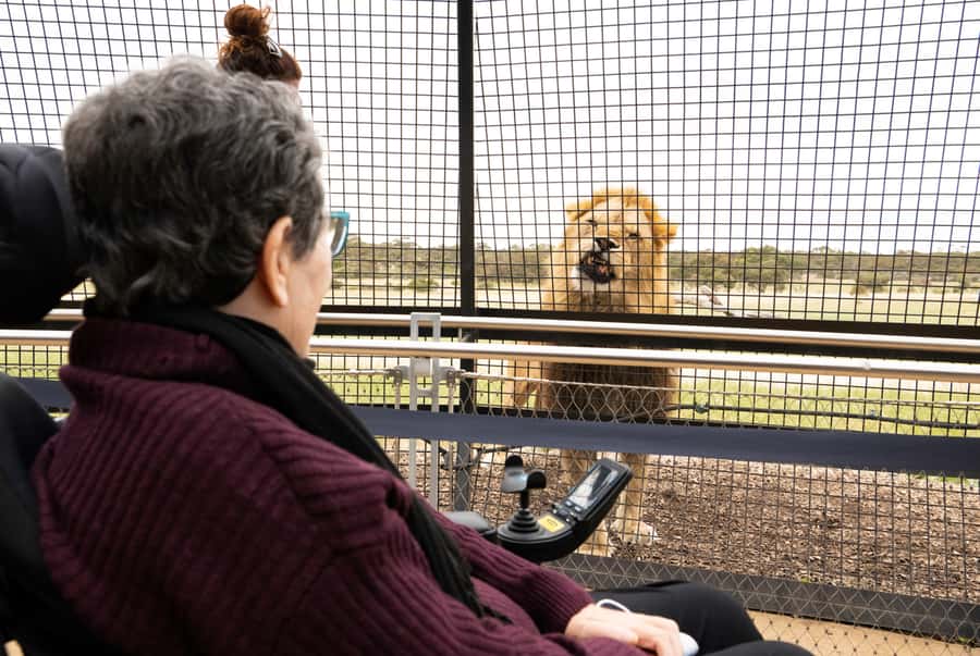 Lions 360 Experience and a Day at Monarto Safari Park - A strong guide can make the lion hour better