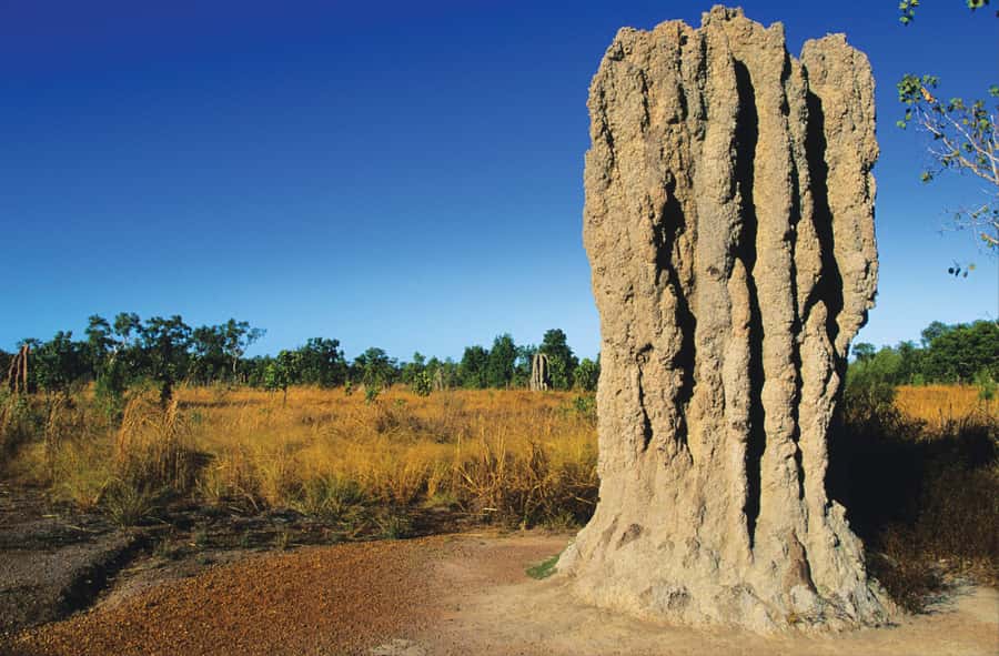 Litchfield National Park: Full-Day & Lunch from Darwin - Key points to know before booking