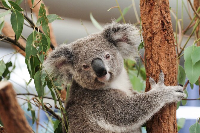Lone Pine Koala Sanctuary Day Pass - Key points to know before you go