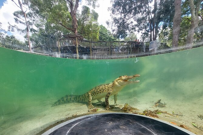 Lone Pine Koala Sanctuary Day Pass - Walking among kangaroos and wallabies