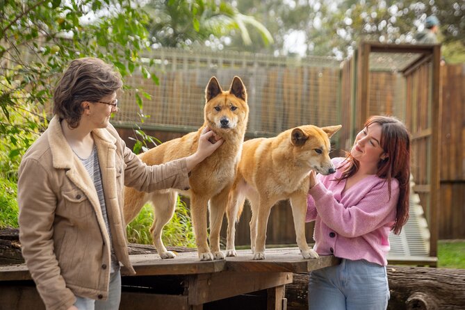 Lone Pine Koala Sanctuary Day Pass - Meeting more than 100 koalas