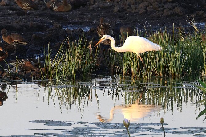 LookAbout Darwin, Wetlands & Wildlife Premium Tour - Max 6 Guests - Key points to know before booking