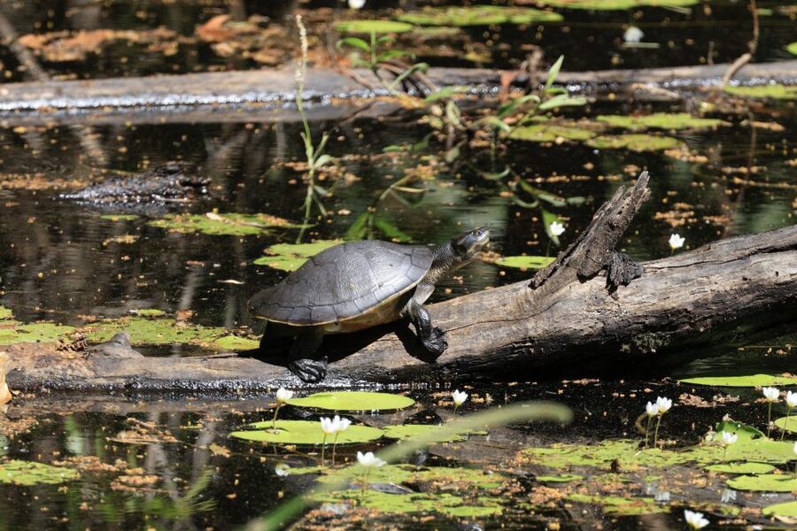 LookAbout Darwin Wetlands Wildlife Premium Tour Max 6 Guests - Final call: should you book it?