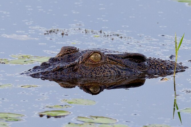 LookAbout Darwin, Wetlands & Wildlife Premium Tour - Max 6 Guests - Timing, weather, and practical details