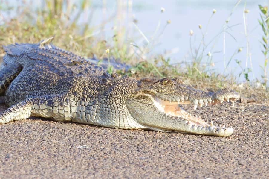 LookAbout Darwin Wetlands Wildlife Premium Tour Max 6 Guests - Who will get the most from this tour?