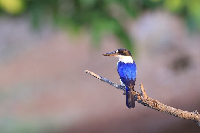 LookAbout Darwin Wetlands Wildlife Premium Tour Max 6 Guests - Geoff Barrett brings Darwin into the conversation