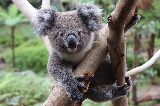 Luxury Hunter Valley Wildlife & Wine Tasting Tour from Sydney - The afternoon vineyard and final tasting