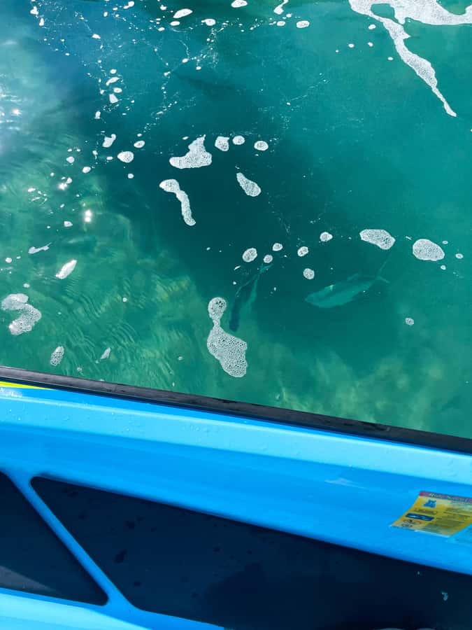 Magnetic Island: 5 Beach Bay Jet Ski Tour - Who will enjoy this Magnetic Island outing?