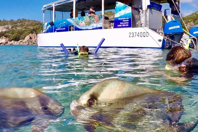 Magnetic Island Discovery Tour with Snorkeling & Paddle Boarding - Is the $114.04 price fair?