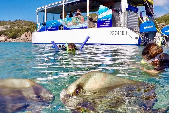 Magnetic Island Discovery Tour with Snorkeling & Paddle Boarding - Snorkeling the fringing reefs