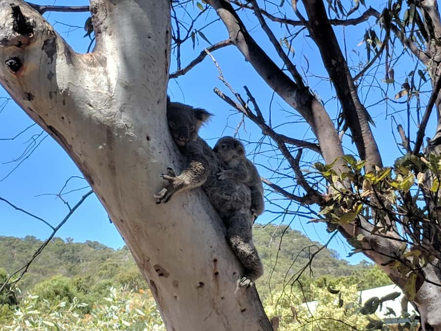 Magnetic Island: Guided Bus Tour with Morning Tea - Aquasearch Aquarium and Giant Clam research