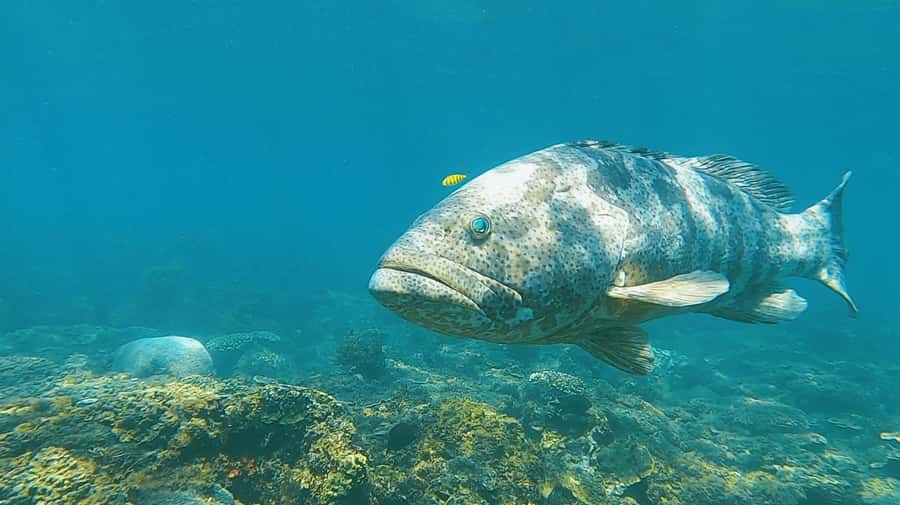 Magnetic Island: Snorkel Discovery Tour - Key points to know before you book