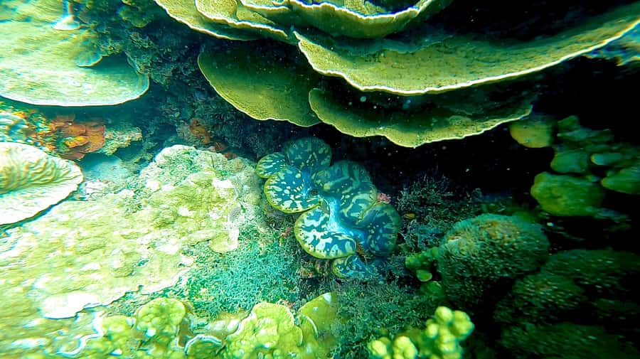 Magnetic Island: Snorkel Discovery Tour - Morning tea at a special coastal stop
