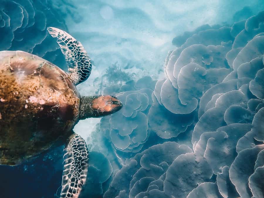 Magnetic Island: Snorkel Discovery Tour - What happens when the weather turns