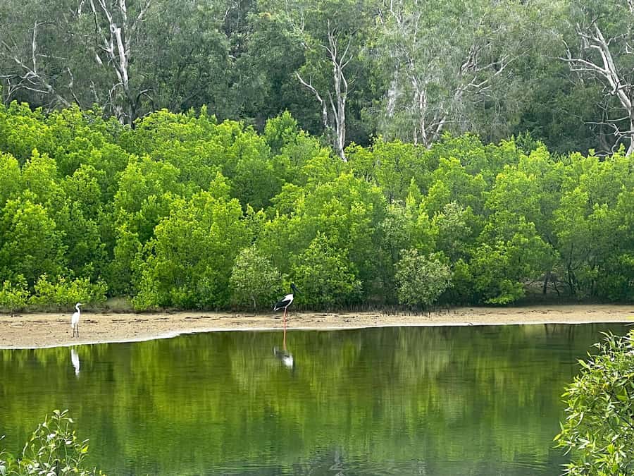 Magnetic Island: West Coast Eco Adventure Bus Tour - Cockle Bay and the changing coast
