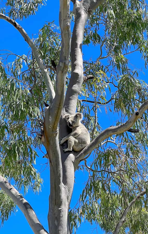 Magnetic Island: West Coast Eco Adventure Bus Tour - Wildlife, conservation, and responsible viewing