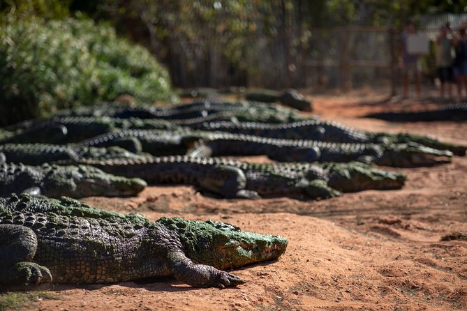 Malcolm Douglas Crocodile Park Tour Including Transportation - Key points to know before you book