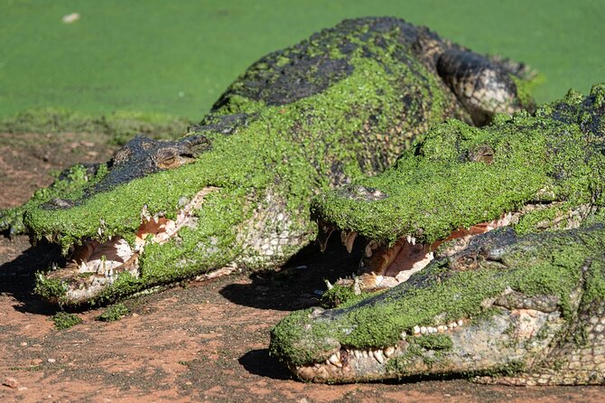 Malcolm Douglas Crocodile Park Tour Including Transportation - More than crocodiles: the extra wildlife