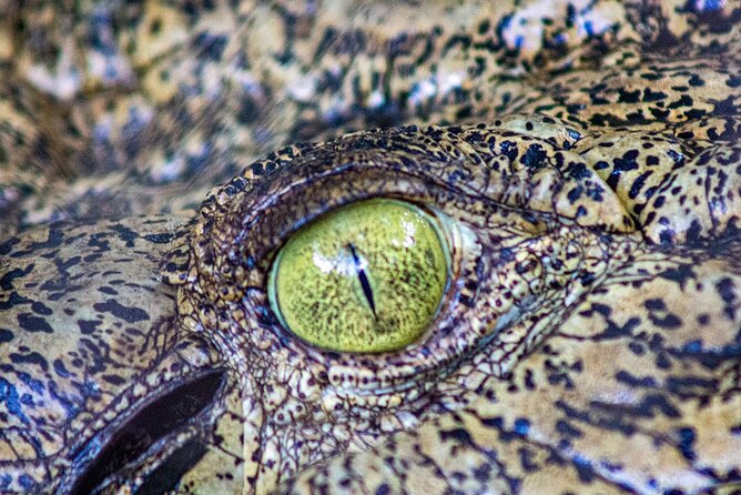 Malcolm Douglas Crocodile Park Tour Including Transportation - Who will enjoy this Broome outing most