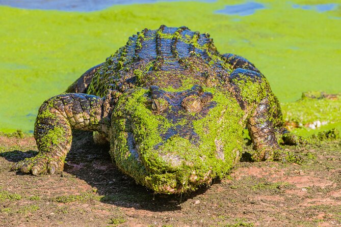Malcolm Douglas Crocodile Park Tour Including Transportation - Practical details that make the afternoon easier