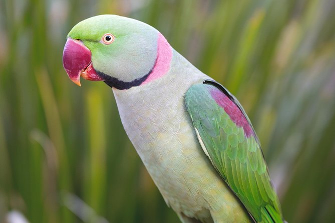 Maleny Botanic Gardens Bird Aviary Experience Ticket - What to wear and what to protect