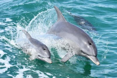 Dolphin and Views Cruise