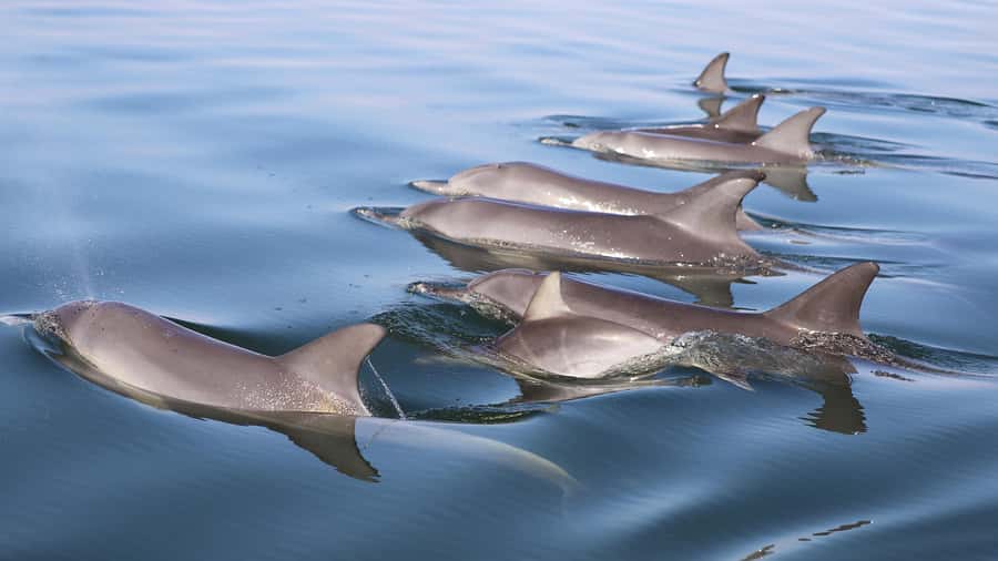 Mandurah: Dolphin and Views Cruise - Local stories and Aboriginal history