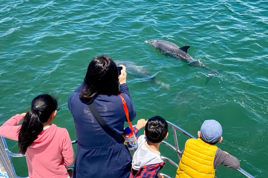 Mandurah: Dolphin and Views Cruise - How much value do you get for $31?