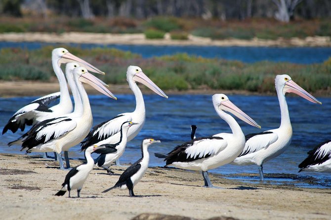 Mandurah Dolphin Cruise and Views - The canals and Mandurah’s waterfront homes