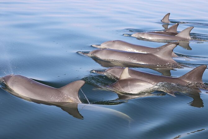 Mandurah Dolphin Cruise and Views - The Peel-Harvey Estuary and the Indian Ocean mouth