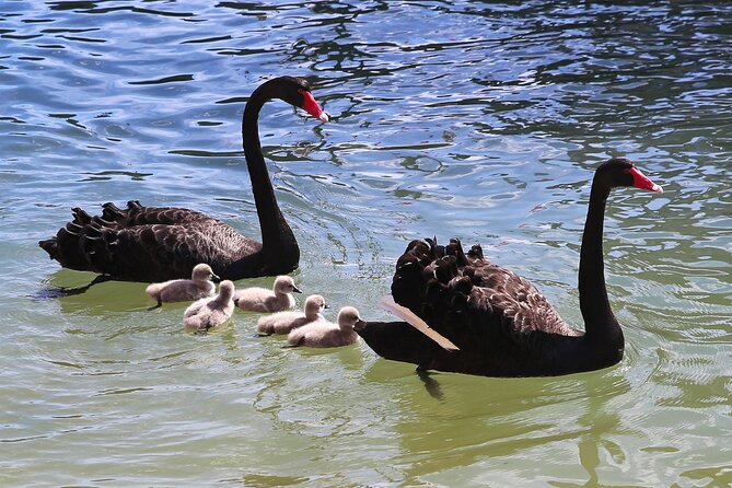 Mandurah Dolphin Cruise and Views - What the 75-minute duration gives you