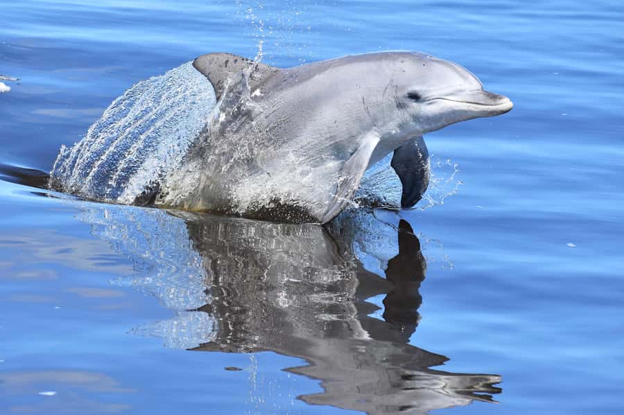 Mandurah: Dolphin & Giant Sightseeing Cruise - Passing Mandurah’s canal homes
