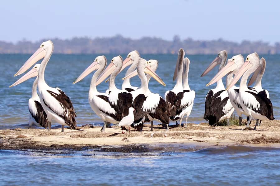 Mandurah: Dolphin & Giant Sightseeing Cruise - Who will enjoy this cruise most?